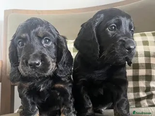 Cocker Spaniel dogs KC working cocker spaniel puppies - Advert 6