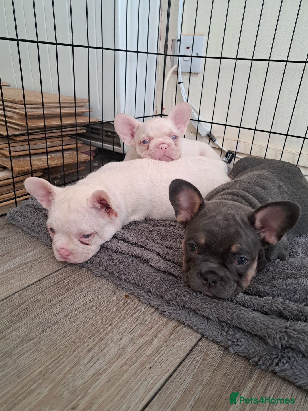 French Bulldog dogs for sale: One pink male french bulldog left  - Advert 3