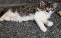 Mixed Breed cats for sale: Kittens  - Image 1