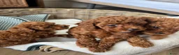 Toy Poodle dogs for sale: Pedigree  in Dumfries - Advert 7