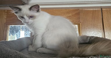 Ragdoll cats - Advert 7