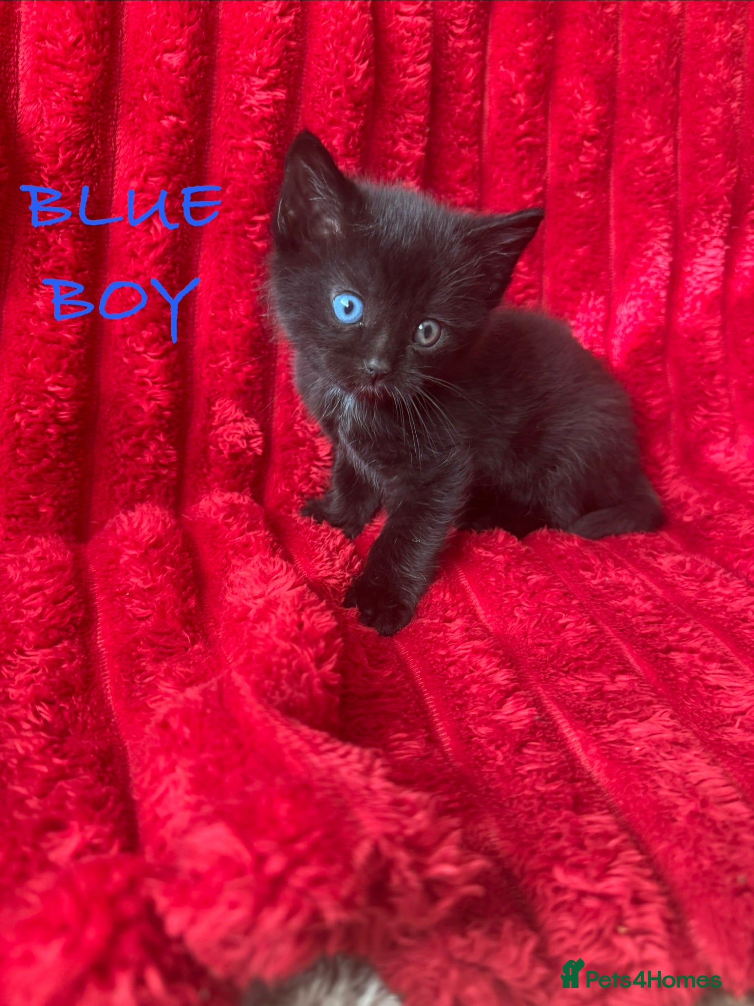 Mixed Breed cats Beautiful blacks looking for loving families - Advert 6