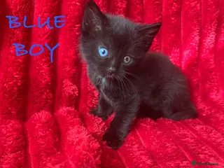 Mixed Breed cats Beautiful blacks looking for loving families - Advert 6