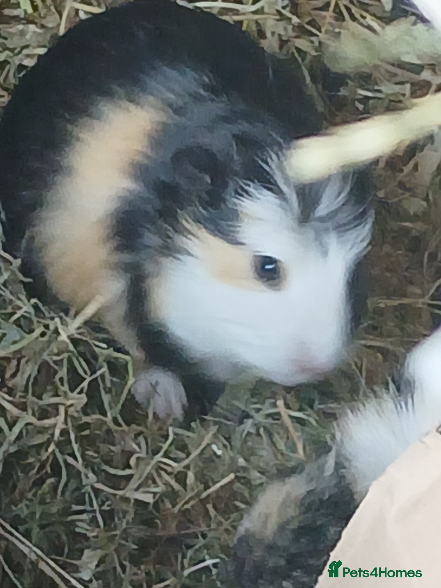 Guinea Pig rodents Bonded baby Boar Guinea Pigs for Sale - Advert 2