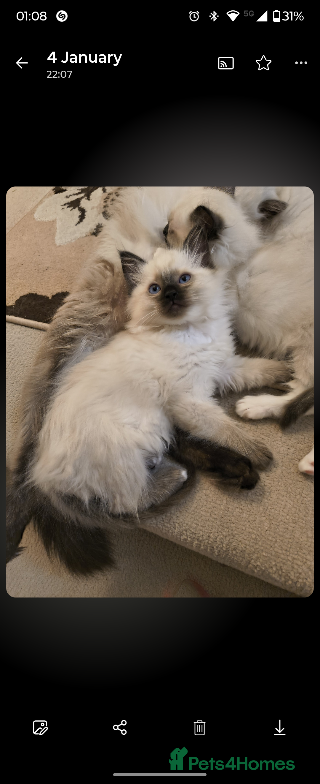 Ragdoll cats for sale: Pure bred Blue- Mitted Seal Point ragdoll kittens  - Advert 12