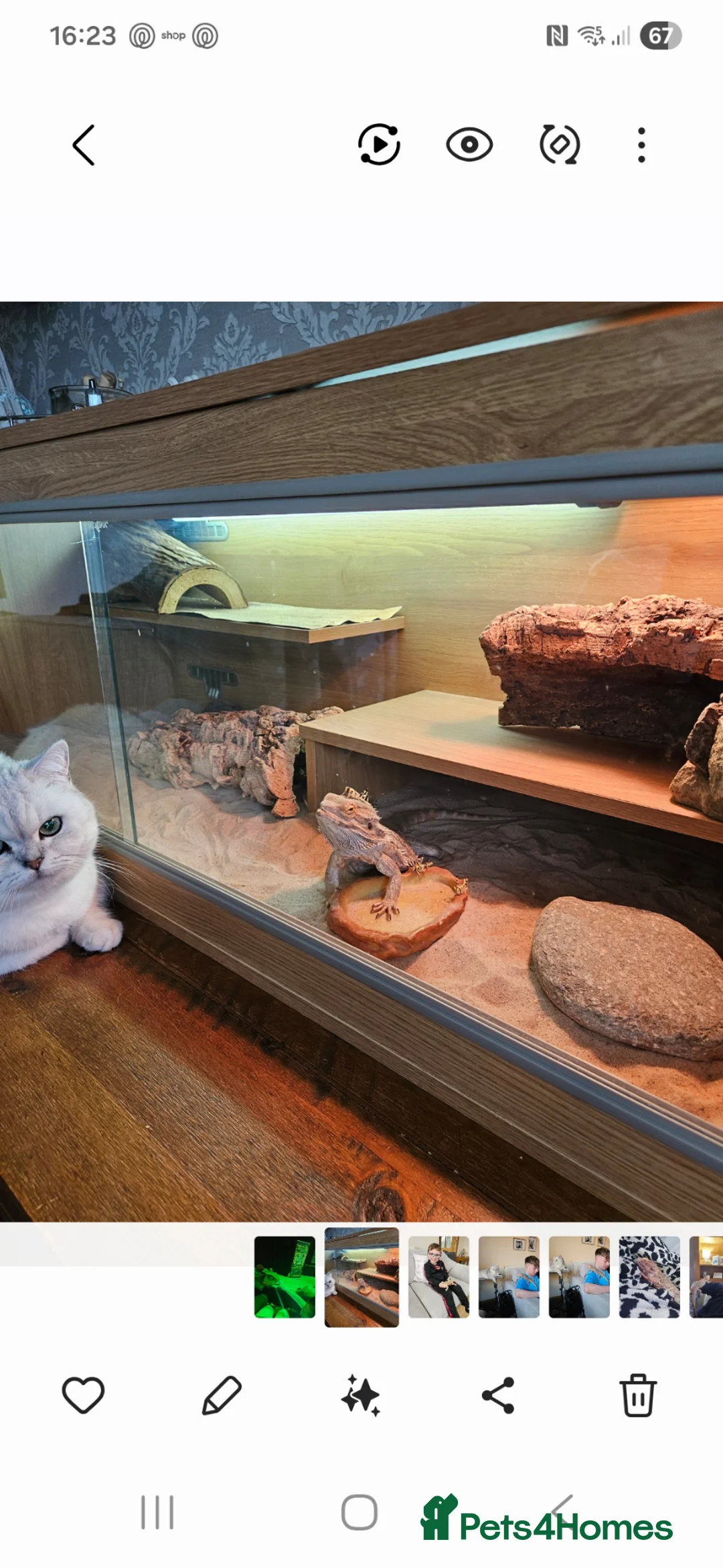 Bearded Dragon reptiles for sale: Bearded dragon  in Leven - Advert 2