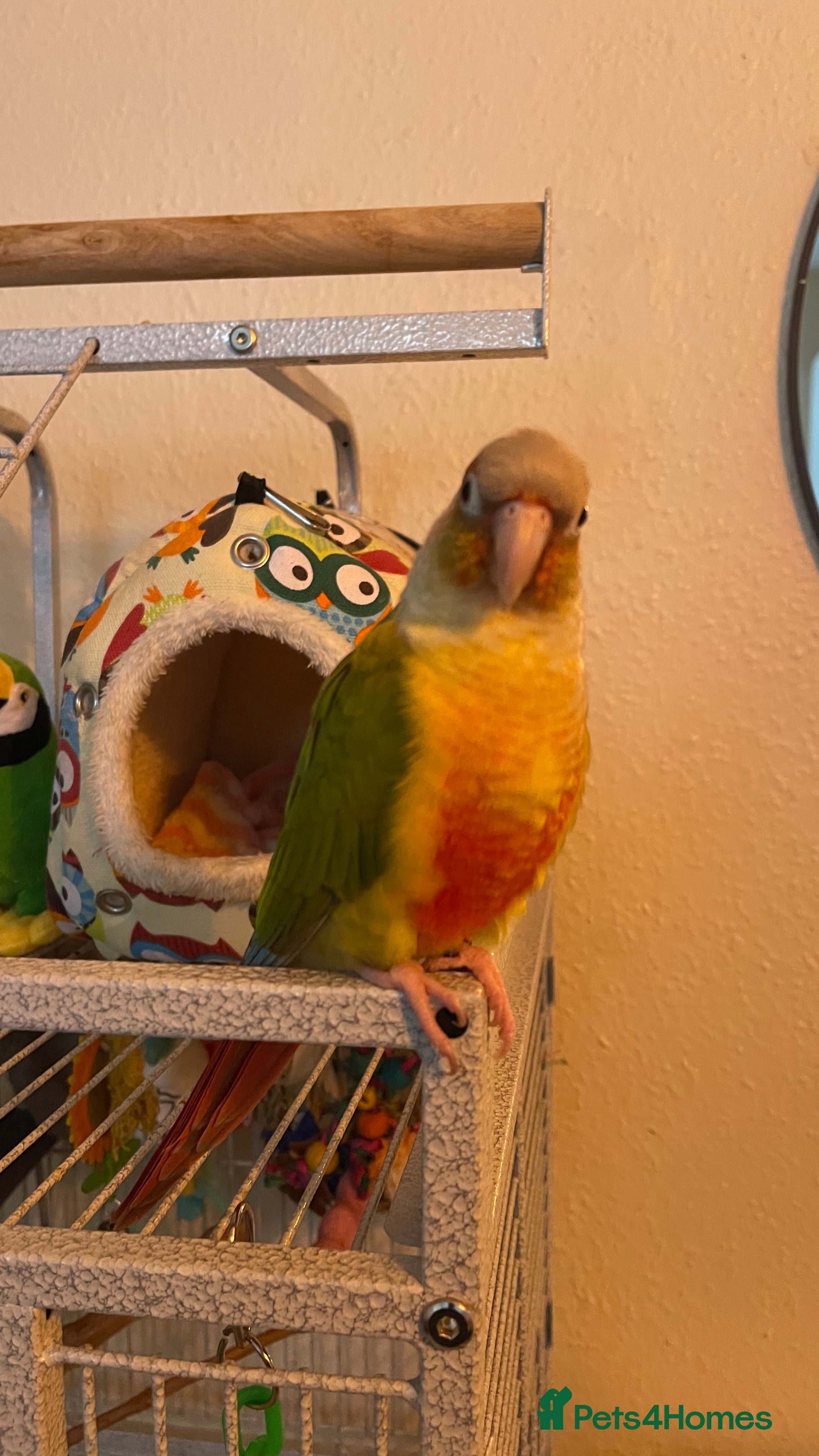 Conures birds Tamed Conure looking for a new home in London - Advert 16