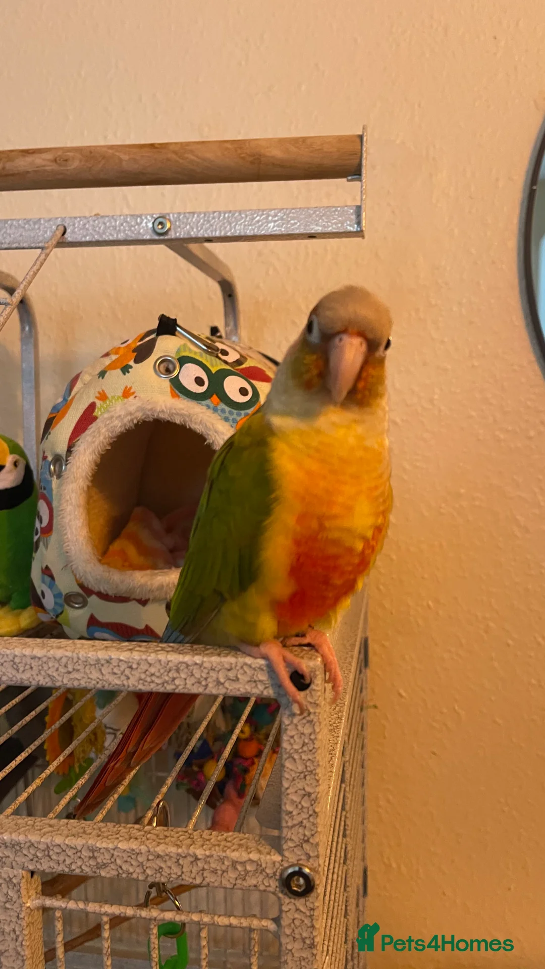 Conures birds for sale: Tamed Conure looking for a new home in London - Advert 1