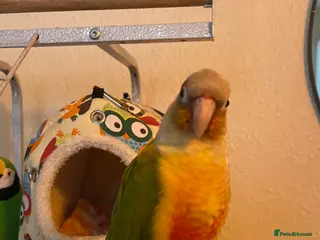 Conures birds Tamed Conure looking for a new home in London - Advert 16