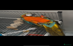Macaws birds for sale: Harlequin macaw  - Image 3