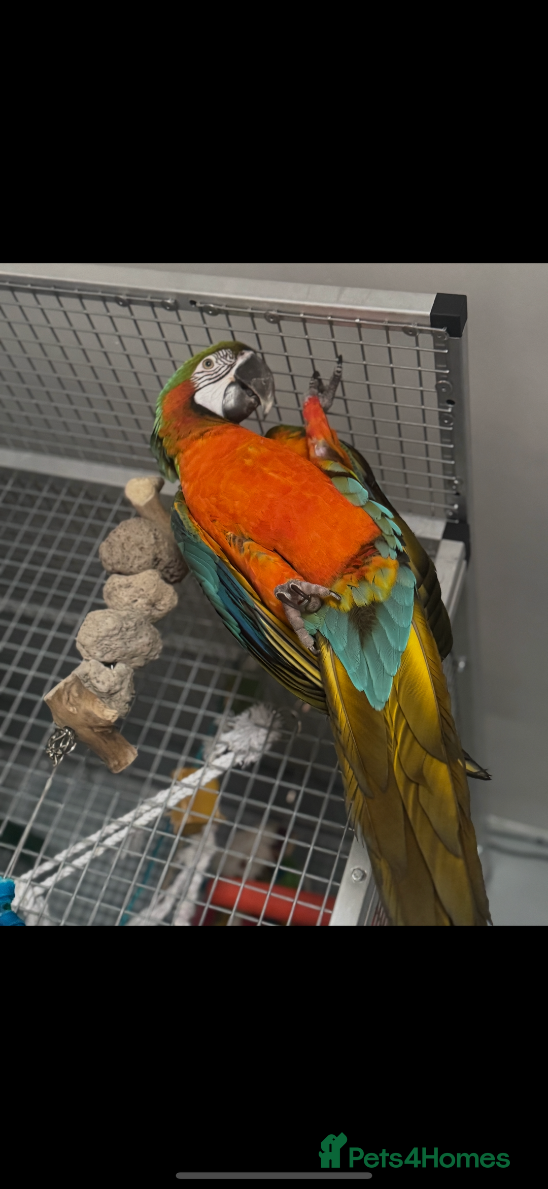Macaws birds for sale: Harlequin macaw  - Image 3
