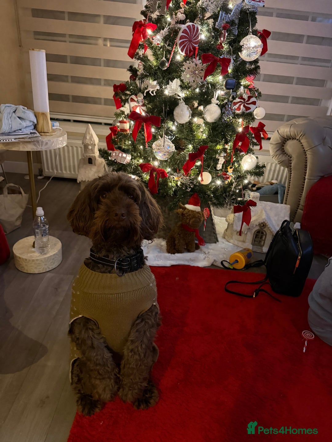 Cockapoo dogs for sale: Beautiful litter of cockapoos - Advert 13