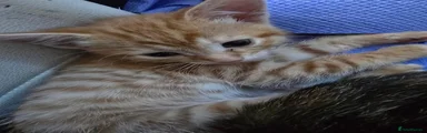British Shorthair 3