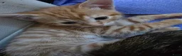 British Shorthair cats for sale: 4 kittens Ginger & Tabby Ready for new Homes - Advert 3