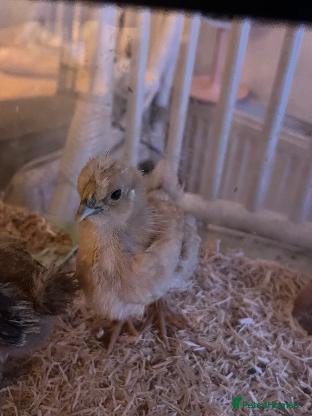 Chickens poultry for sale: Two silkie chicks  - Advert 2