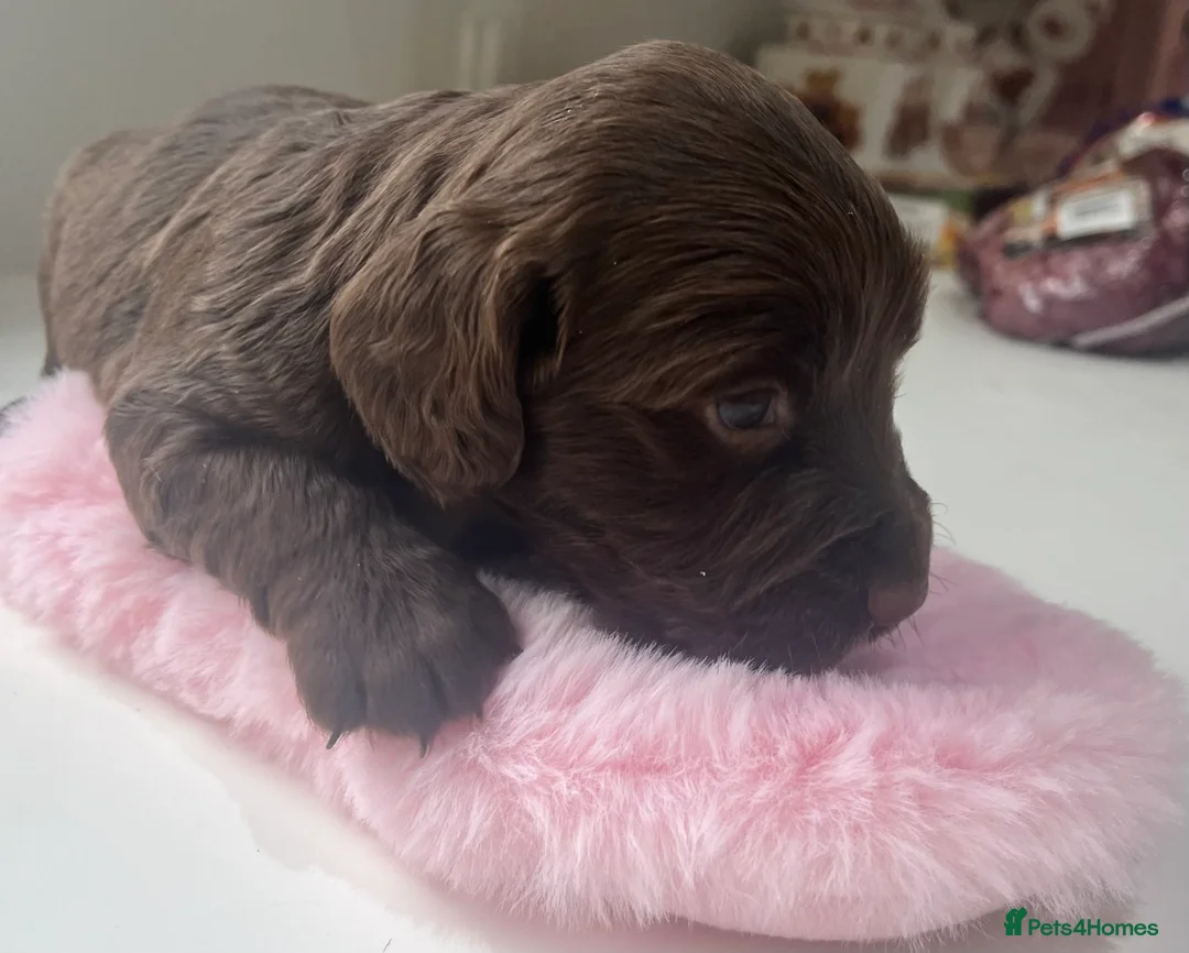 Sprocker dogs for sale: Sprocker puppies for sale  - Advert 1