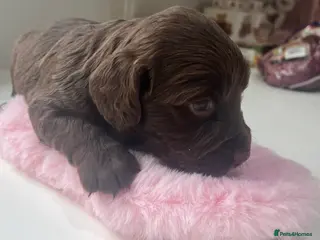 Sprocker dogs Sprocker puppies for sale - Advert 1