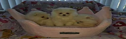 Pomeranian dogs for sale: 3 gorgeous, small white Pomeranians ready now!! - Advert 15