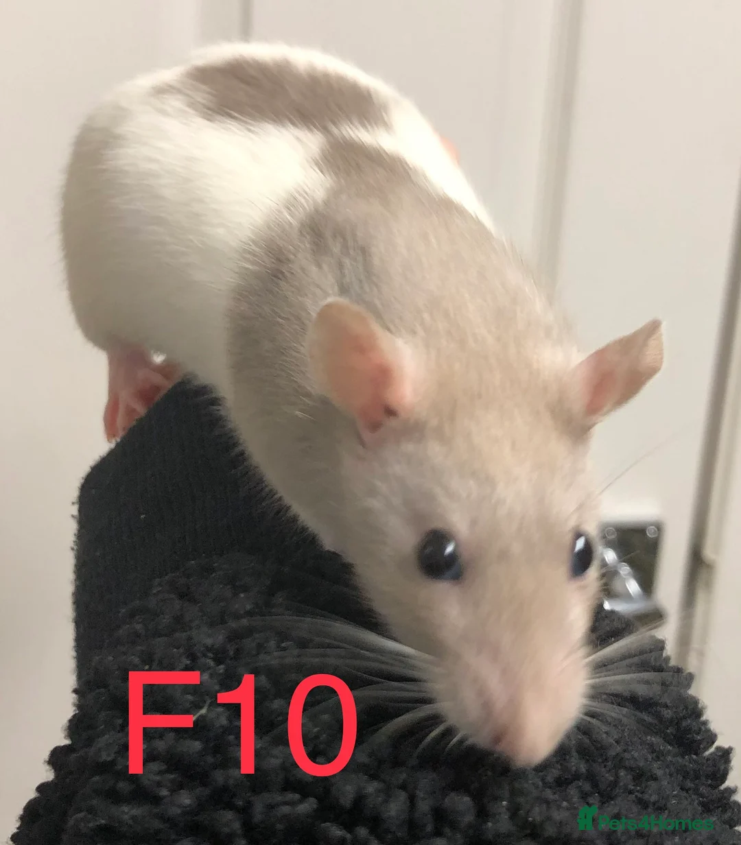 Rat rodents for sale: Beautiful tame fancy rats - Advert 10