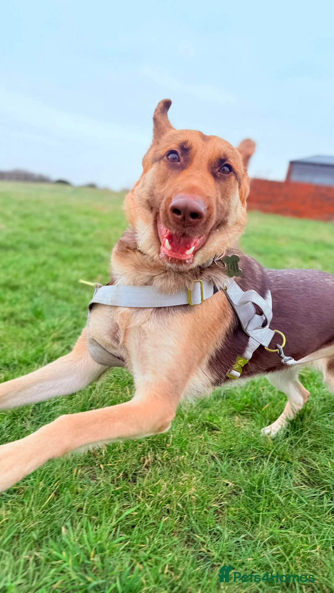 German Shepherd dogs for sale: Chewie  - Advert 2