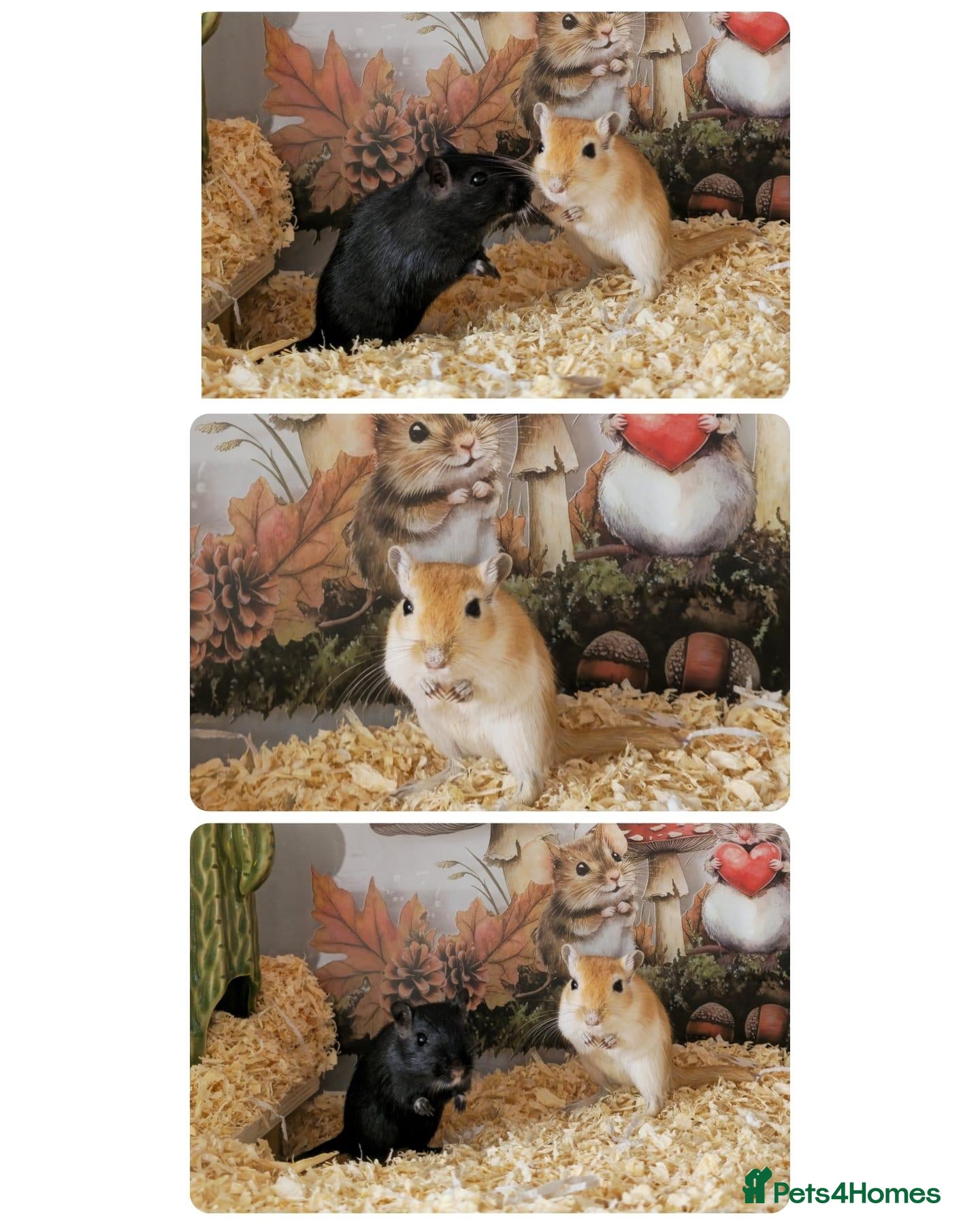 Gerbil rodents Two Female Gerbils 7 months old - Advert 1