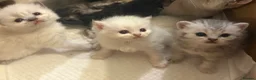 Mixed Breed cats for sale: Persian x bsh kittens  - Advert 8