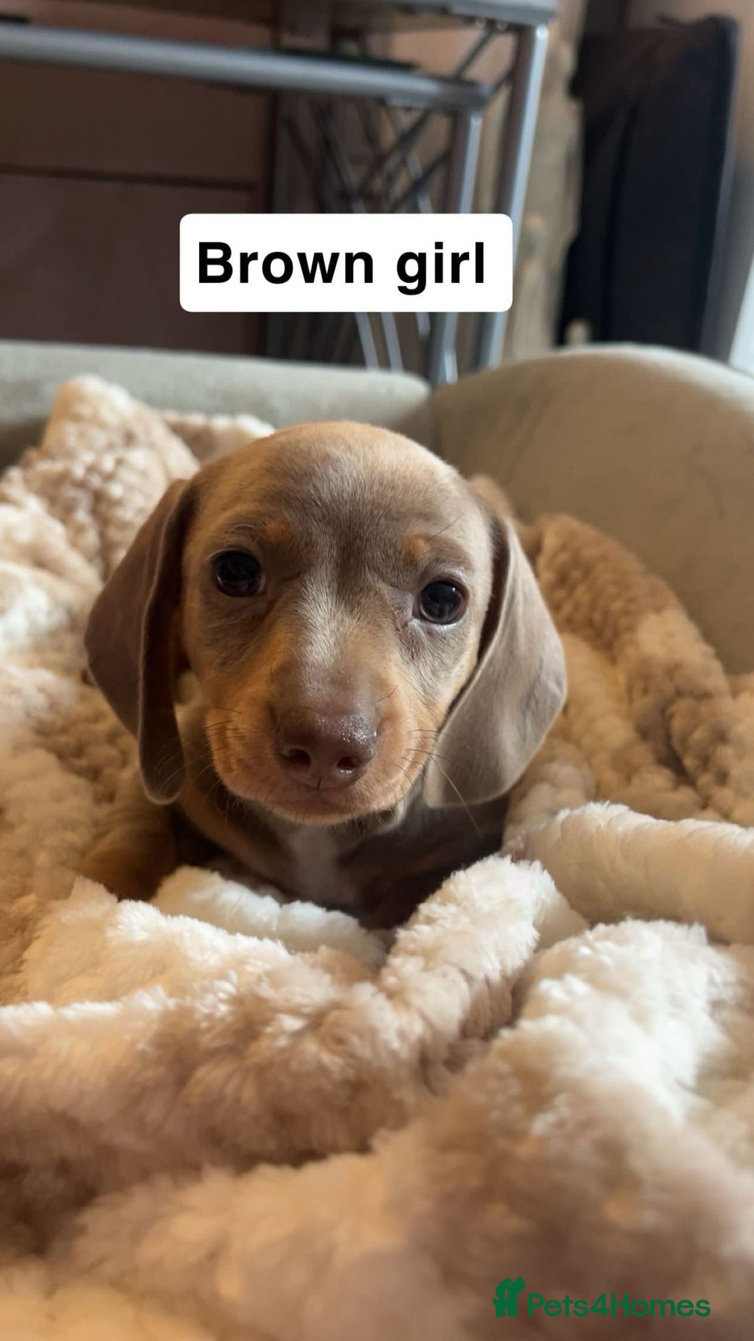 Dachshund dogs for sale: Dachshund puppies - Image 7