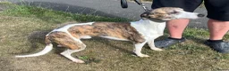 Whippet dogs for sale: Whippet in Stanley - Advert 5