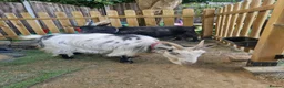 Goats livestock for sale: Pygmy goats  - Advert 4