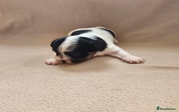 Biewer Terrier dogs for sale: biewer pups - Image 3