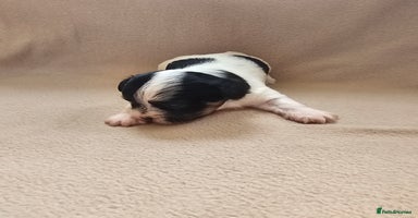Biewer Terrier dogs - Advert 11
