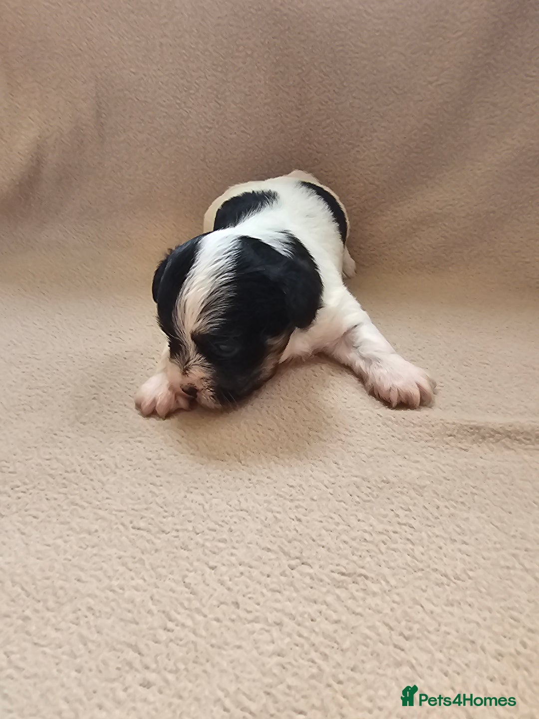 Biewer Terrier dogs for sale: biewer pups - Image 3