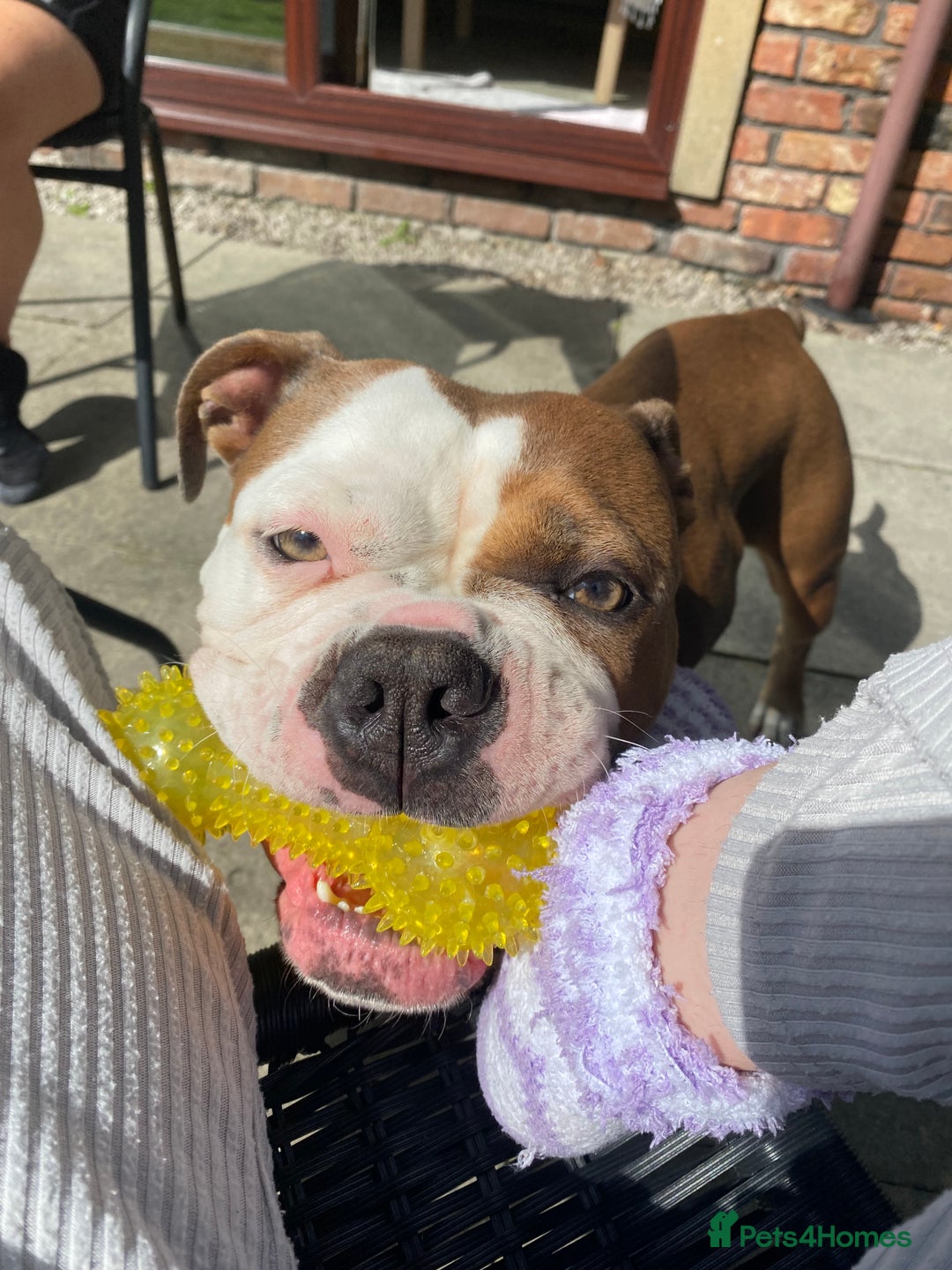 Olde English Bulldogge dogs for sale: Boo the olde English Bulldogge  - Image 2
