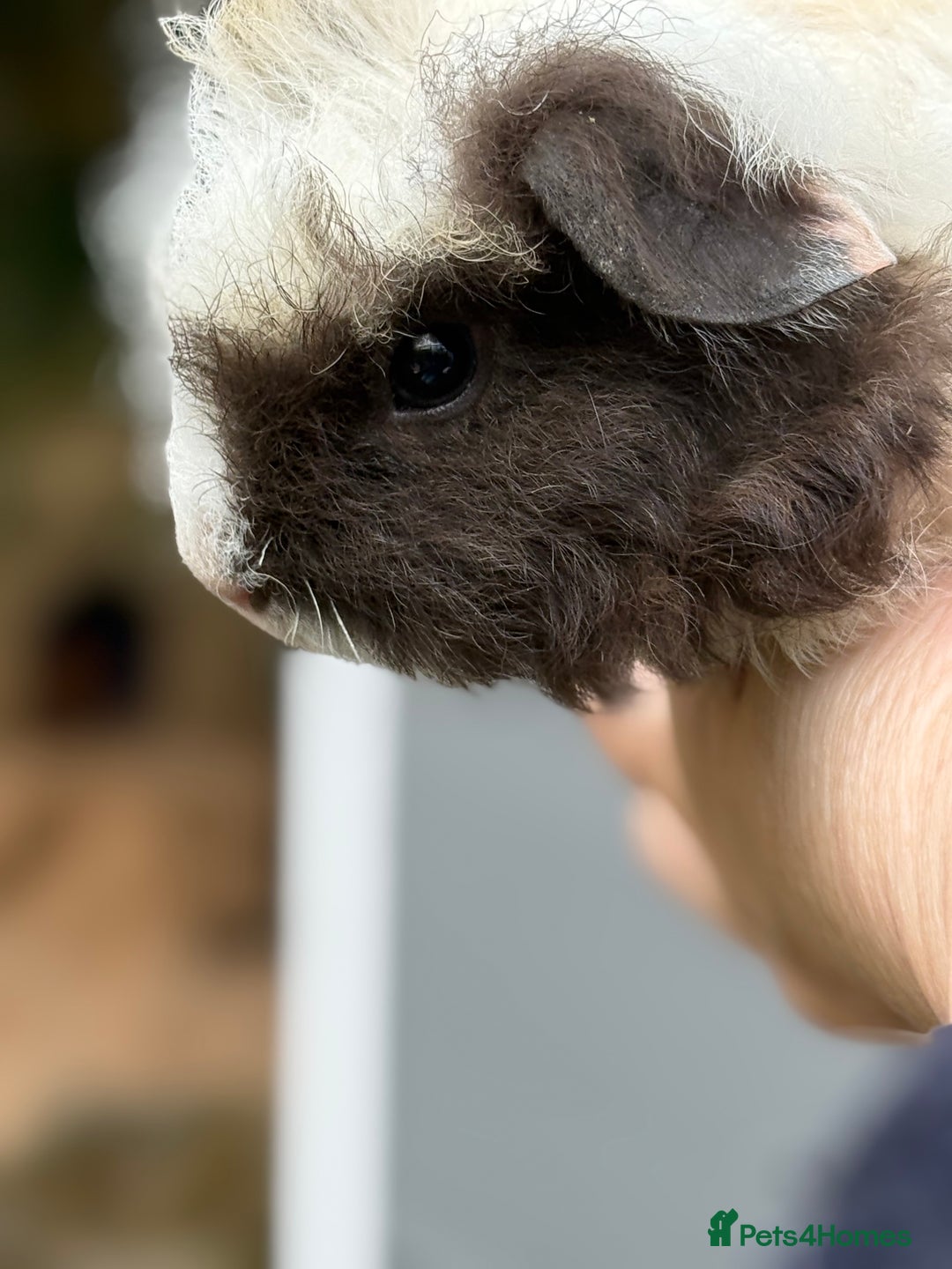 Guinea Pig rodents for sale: Lovely piggies, sheltie, Rex and Peruvian  - Image 11