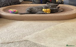 British Shorthair cats for sale: British Blue Shorthair Kittens - Image 4