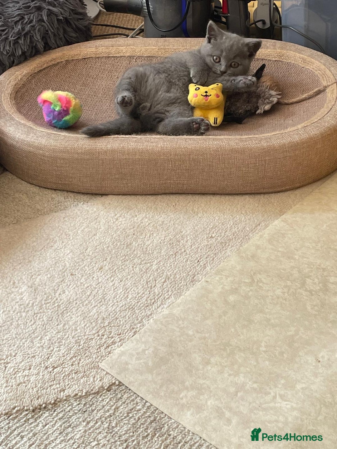 British Shorthair cats for sale: British Blue Shorthair Kittens - Image 4
