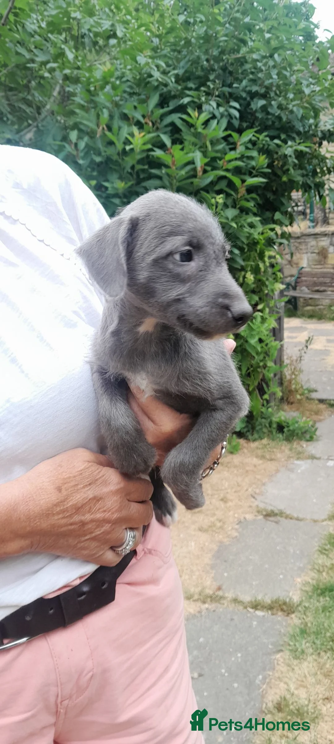 Bedlington Terrier dogs for sale: Bedlington whippet puppies  - Advert 5