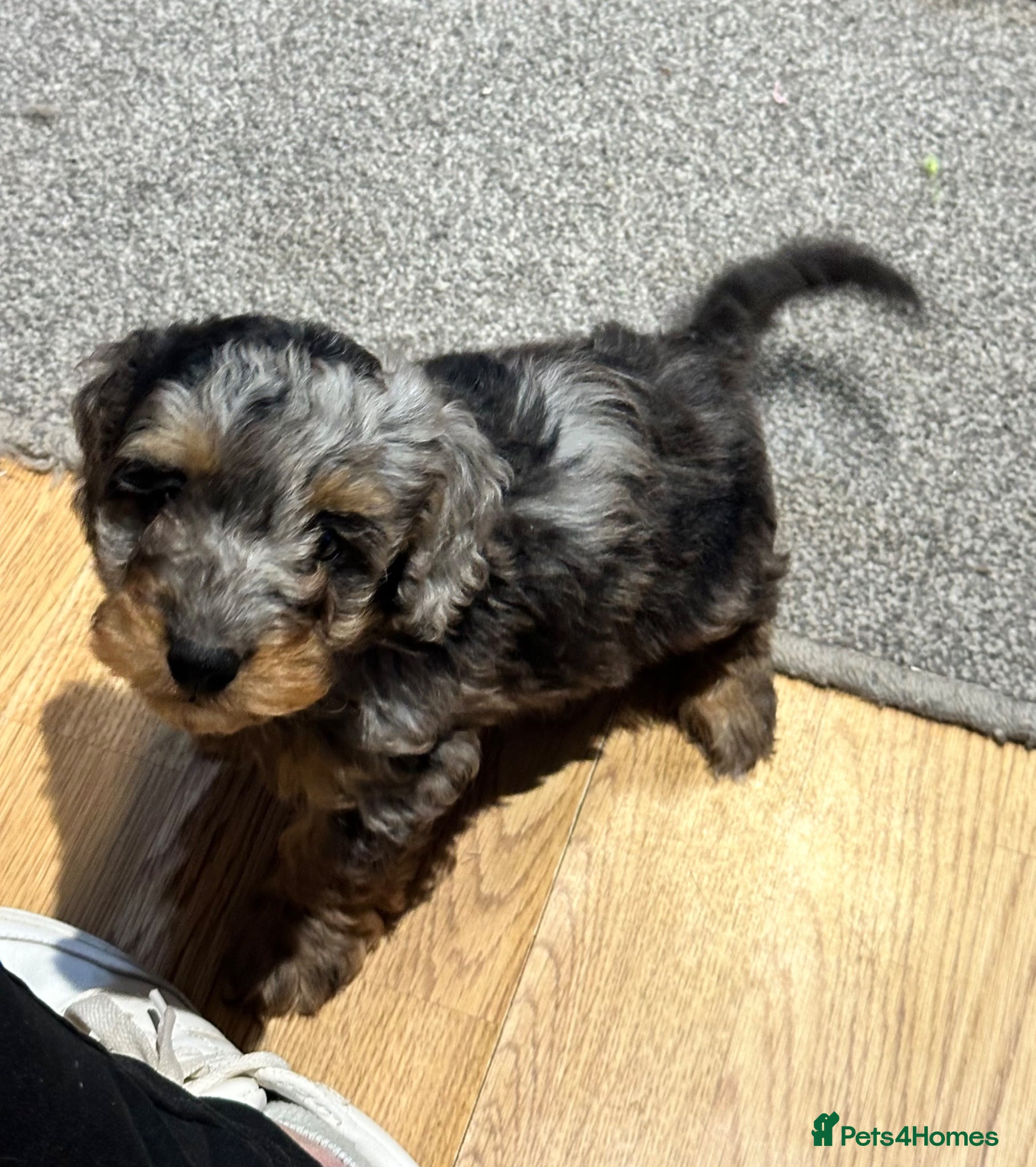 Doxiepoo dogs Stunning dachshund/poodle pups - Advert 1