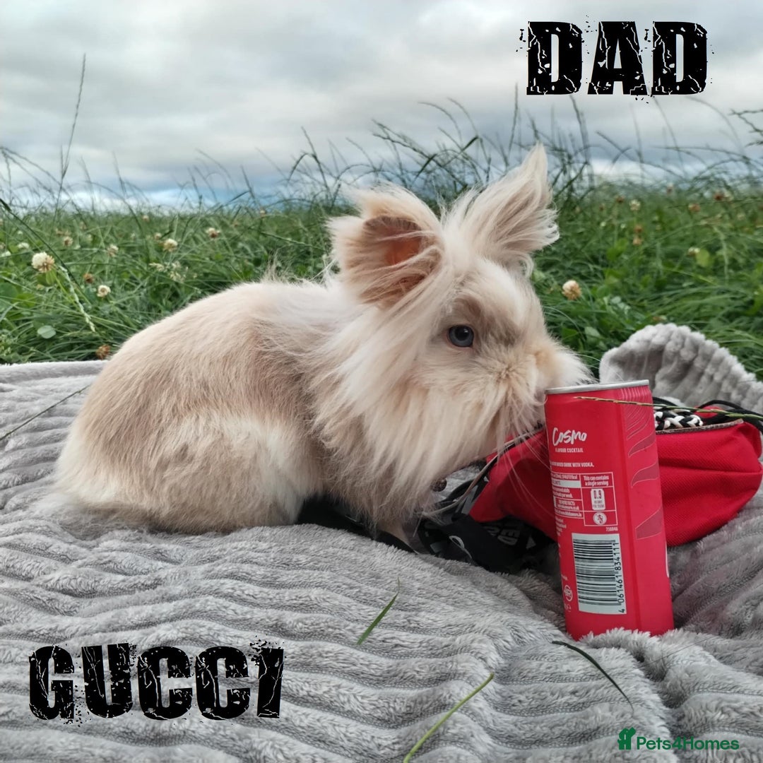 Lionhead rabbits for sale: Pure Breed Fluffy Double Mained Lionhead Kits - Image 18