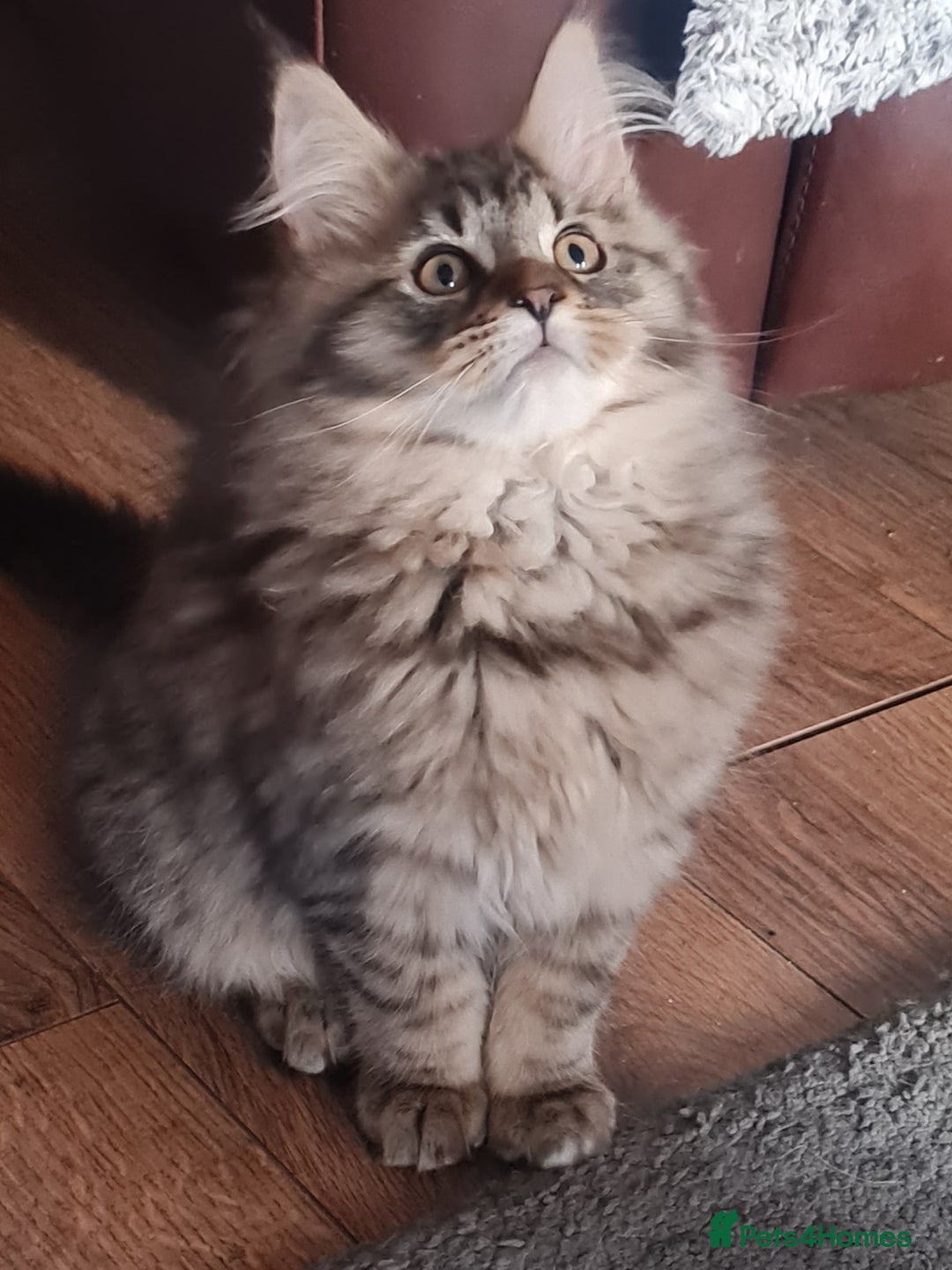 Maine Coon cats for sale: Beautiful Pedigree Mainecoons - Advert 2