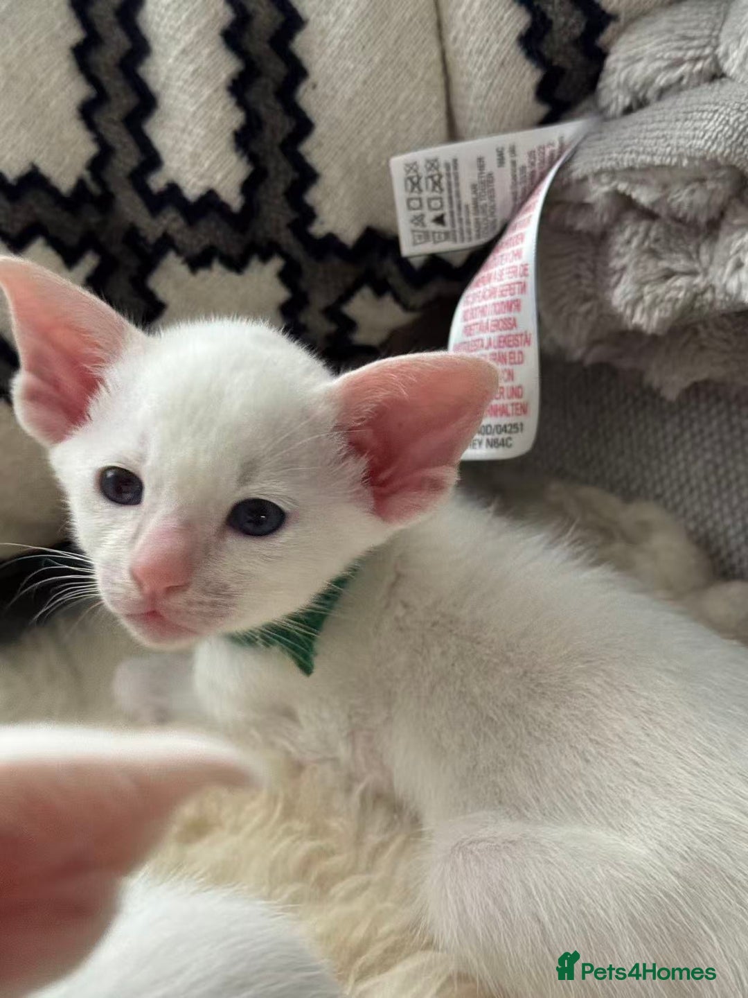 Siamese cats for sale: Beautiful Siamese Kittens – Ready February - Advert 12