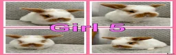 Mini Lop rabbits for sale: Mini lop babies  - Advert 5
