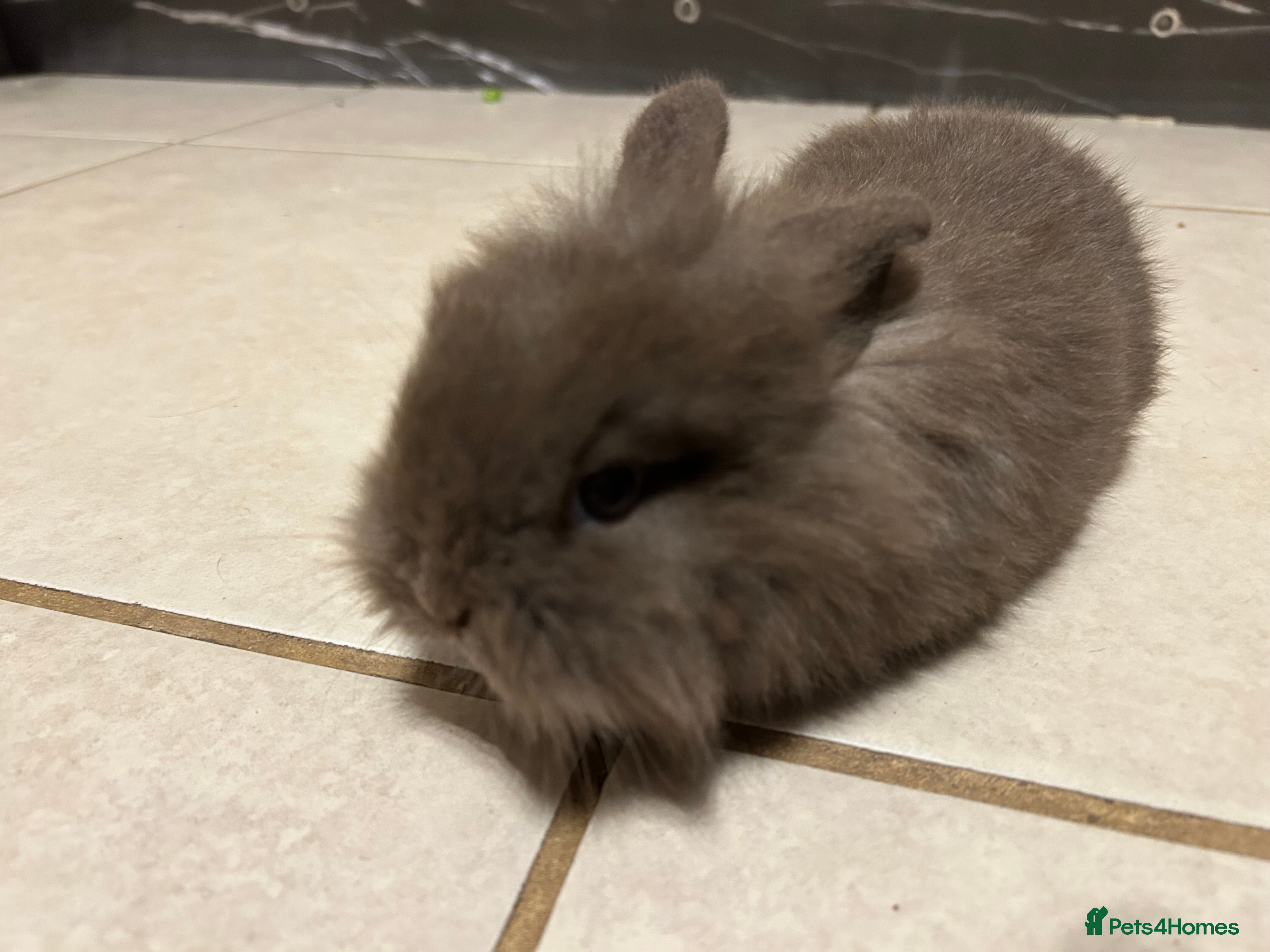 Mixed Breed rabbits Baby rabbits  - Advert 23