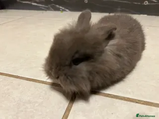 Mixed Breed rabbits Baby rabbits - Advert 23