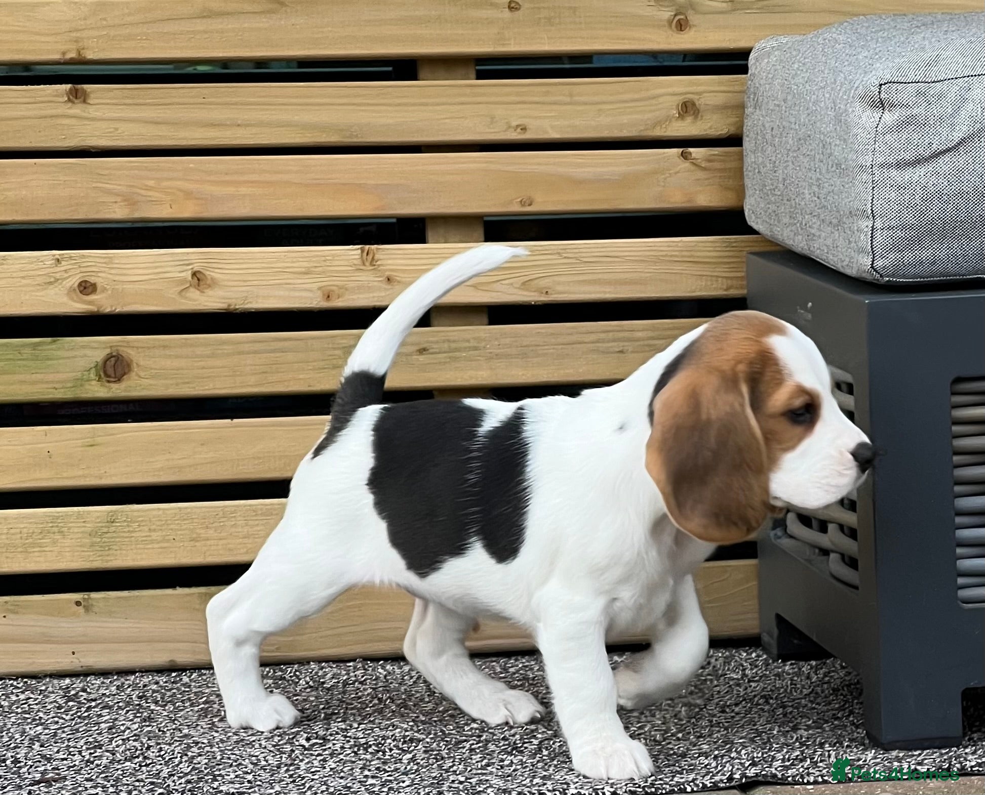 Beagle dogs Stunning beagle puppies  - Advert 1