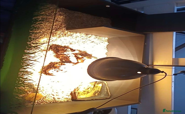 Turtle reptiles - Advert 2