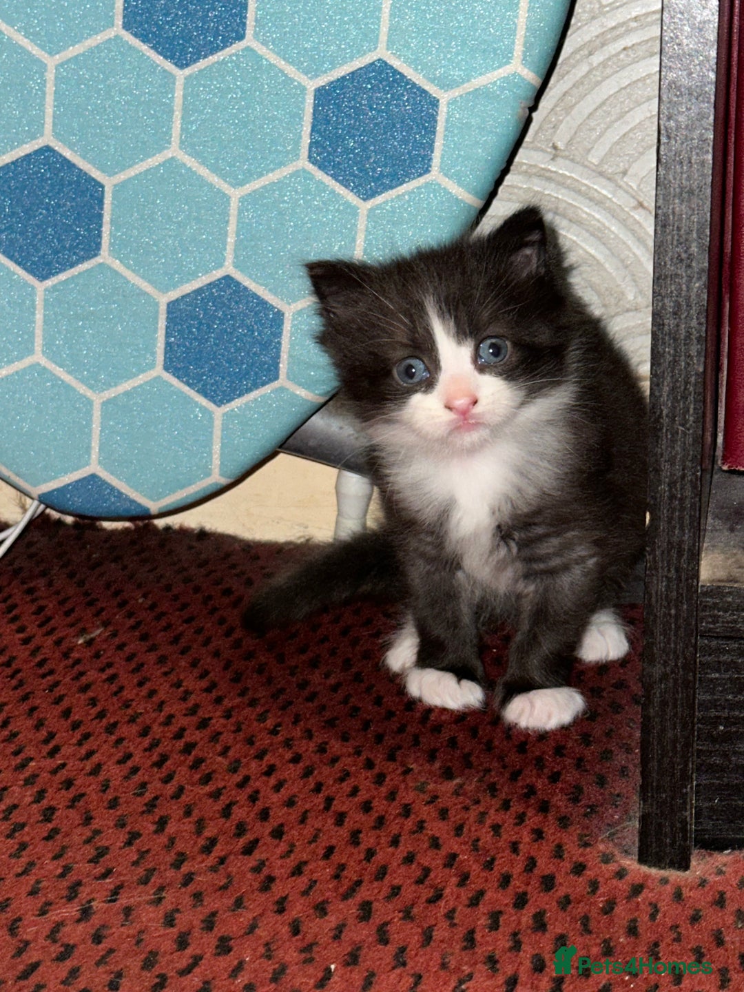 Mixed Breed cats for sale: 4 beautiful male kittens needing homes - Image 17