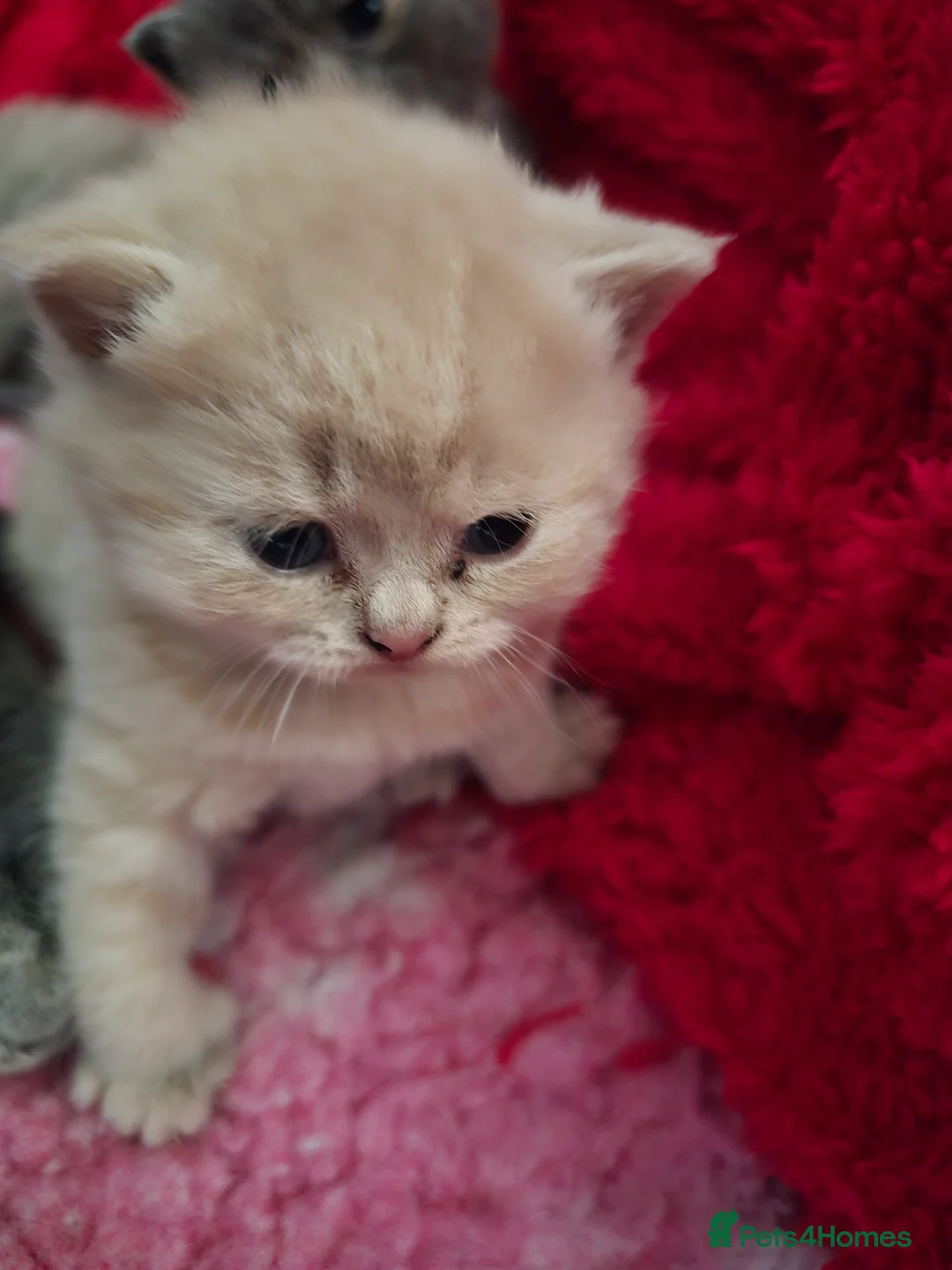 British Shorthair cats for sale: Absolutely beautiful kittens looking forever homes - Advert 34