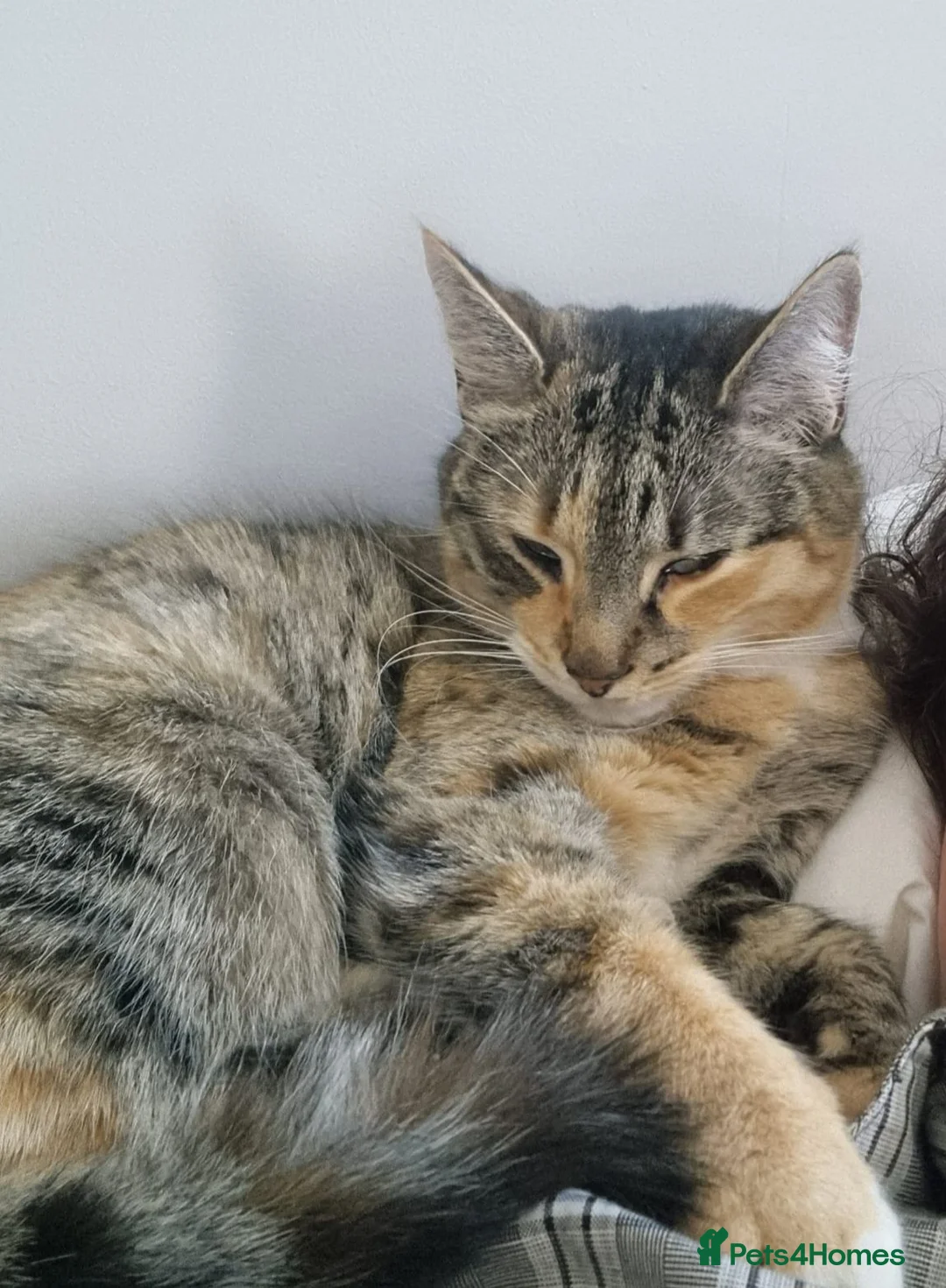 Mixed Breed cats for sale: Two gorgeous adult cats looking for a loving home - Advert 8