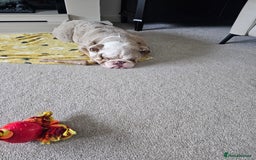 Mixed Breed dogs for sale: English Bull Dog (Lilac Merle) F1  - Image 5